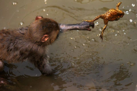Con khỉ nhảy xuống hồ nước và cố bắt chú cóc. (Nguồn: CCTV)