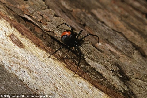 Một con nhện lưng đỏ. Ảnh minh họa. (Nguồn: Getty)