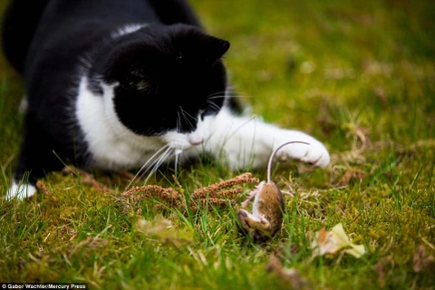 Chú chuột lăn lộn trên mặt đất trước khi bị con mèo xơi tái. (Nguồn: Daily Mail)