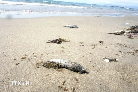 Cá chết trôi dạt vào bãi biển Bình Sơn-Ninh Chữ. (Ảnh: Công Thử/TTXVN)