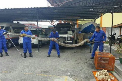 Con trăn khổng lồ bị bắt ở làng Sungai Kerang gần thị trấn Teluk Intan, bang Perak, Malaysia ngày 4/5. (Ảnh: Mohd Hafizee Mohd Arop/NTS)
