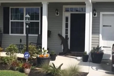 Con cá sấu bò trước cửa nhà. (Nguồn: AP)