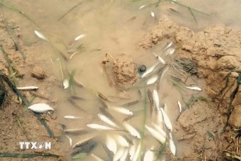 Cá chết nhiều trên sông Bưởi. (Ảnh: Trịnh Duy Hưng/TTXVN)