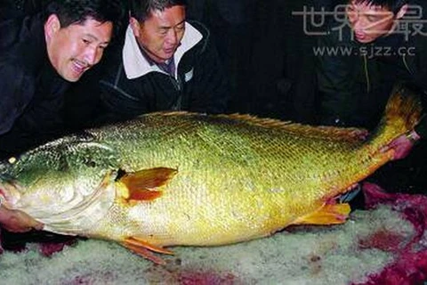 Con cá trên là loài Bahaba taipingensis (thường được gọi là Hoàng Thần Ngư hay cá môi vàng). (Nguồn: CCTV)