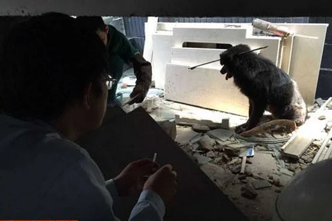 May mắn cho chú chó khi cảnh sát đã kịp thời đưa nó đến trung tâm y tế để chữa trị. (Nguồn: CCTV)