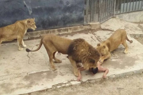 Người đàn ông bị con sư tử tấn công. (Nguồn: Daily Mail)