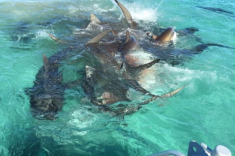 Những con cá mập lao vào xé xác chú cá voi. (Nguồn: Eco Abrolhos)