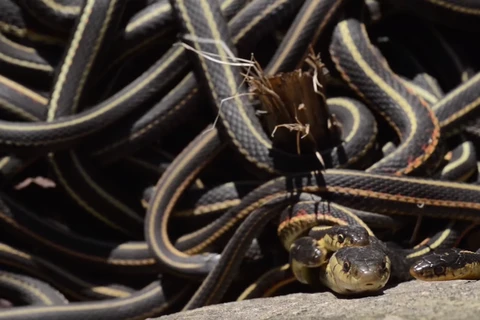 Tỷ lệ rắn cái rất thấp nên những con rắn đực phải chiến đấu với nhau để duy trì nòi giống. (Nguồn: National Geographic)