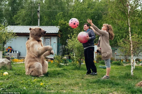 Svetlana và Yuriy chơi đùa cùng chú gấu cưng Stepan. (Nguồn: Caters News Agency)