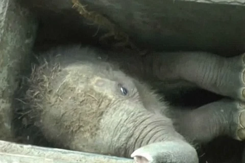 Con voi khổ sở vì bị mắc kẹt trong cống thoát nước. (Nguồn: Daily Mail)