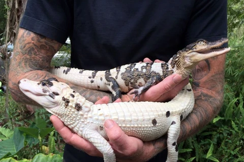 Sức khỏe của hai con cá sấu hoàn toàn bình thường. (Nguồn: Caters News Agency)