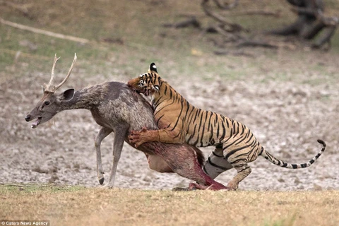Mục tiêu của con hổ là chú hươu tội nghiệp. (Nguồn: Caters News Agency)