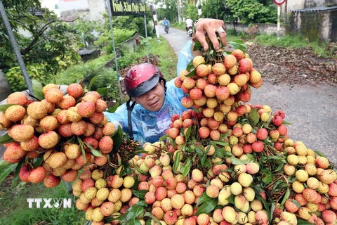 (Ảnh minh họa: Vũ Sinh/TTXVN)