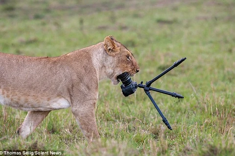Nhiếp ảnh gia đen đủi bị sư tử nhai ngấu nghiến đồ nghề