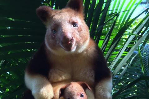 Đây là chú chuột túi cây đầu tiên được sinh ra trong điều kiện nuôi nhốt trong 36 năm qua ở vườn thú Perth. (Nguồn: Perth Zoo)