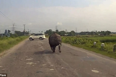 Nhiều tài xế hoảng sợ khi thấy con tê giác. (Nguồn: Daily Mail)