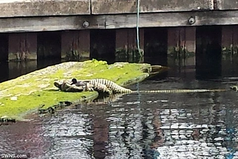 Đống dây thừng có hình dáng bên ngoài giống con cá sấu. (Nguồn: Daily Mail)