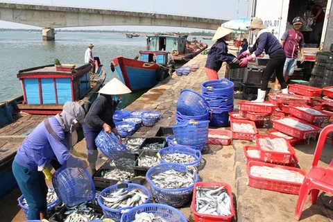 Thương lái thu mua cá của ngư dân ở Quảng Trị. (Ảnh: Thanh Thủy/TTXVN)