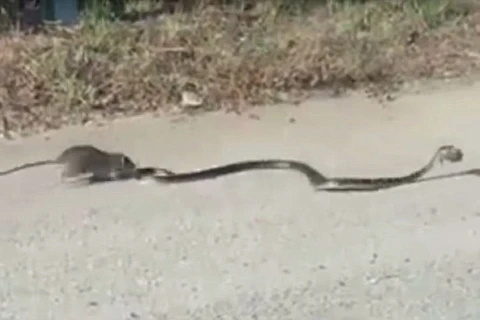 Chuột mẹ tấn công con rắn. (Nguồn: Daily Mail)
