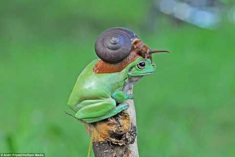 Con ếch đứng thẫn thờ trên cành cây. (Nguồn: Daily Mail)