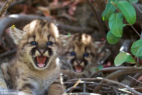 Những con sư tử núi này được phát hiện ở phía bắc dãy núi Santa Susana, Los Angeles. (Nguồn: Reuters)