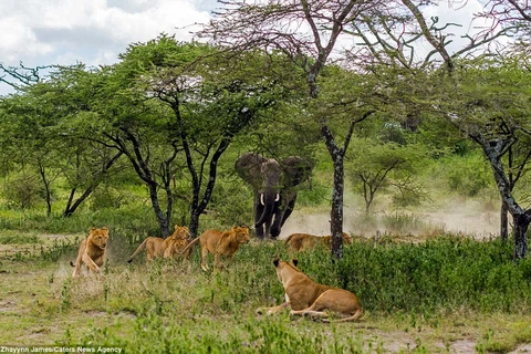 Đàn sư tử đang nằm thư giãn dưới gốc cây thì bất ngờ một con voi lao tới.(Nguồn: Caters News Agency)