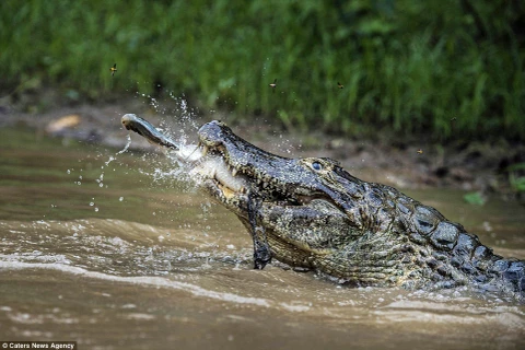 Chú cá sấu đã xơi tái cả hai con mồi. (Nguồn: Caters News Agency)