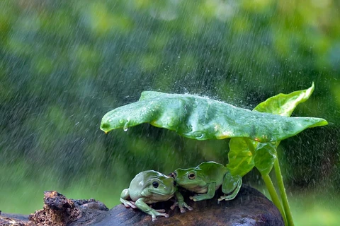 Hai chú ếch xanh trú mưa. (Nguồn: Daily Mail)