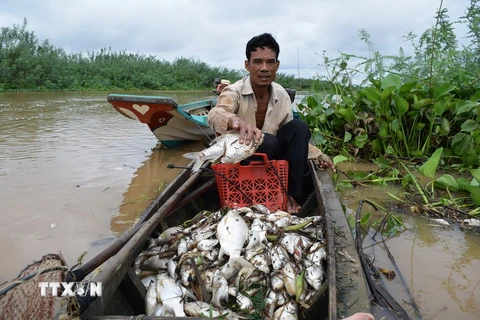 Ngư dân vớt xác cá chết trên thượng nguồn sông Sài Gòn. (Ảnh: Đậu Tất Thành/TTXVN)