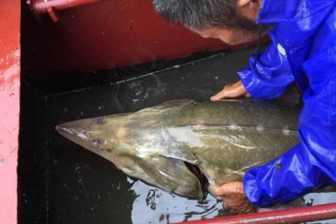Một chuyên gia về thủy sản cho biết, con cá trên có thể lai giữa con cá tầm Kaluga và một loài không xác định. (Nguồn: Daily Mail)
