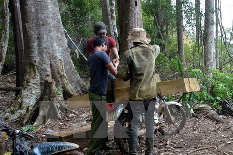 Lâm tặc công khai bốc xếp, vận chuyển gỗ lậu trên địa bàn xã Đăk Nhoong. (Ảnh: Cao Nguyên/TTXVN)