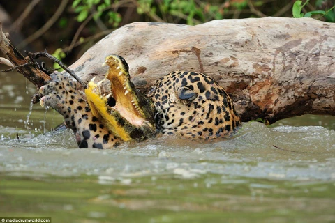 Con báo đốm đã ra đòn chí tử khi cắn vào đầu của cá sấu. (Nguồn: Daily Mail)