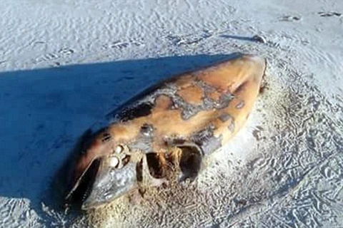 Những con cá voi đã chết một vài tháng bởi xác đang phân hủy. (Nguồn: Daily Mail)