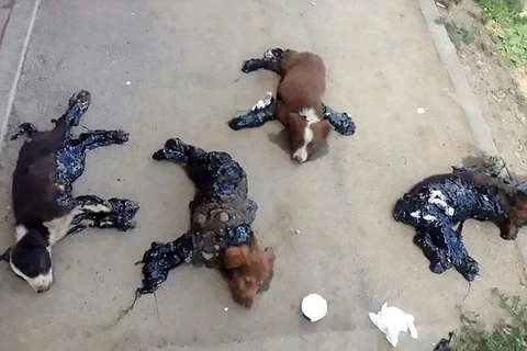 Bốn chú chó bị đổ nhựa đường lên người. (Nguồn: CEN)