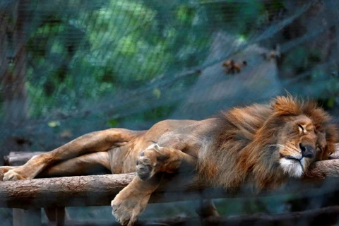 Một con sư tử ở vườn thú Caricuao. (Nguồn: Reuters)