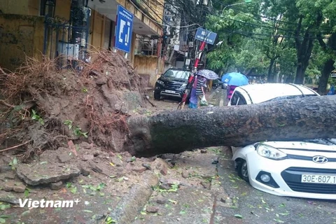 Chiếc xe ô tô hư hỏng nặng vì bị cây đổ vào. (Nguồn: Vietnam+)