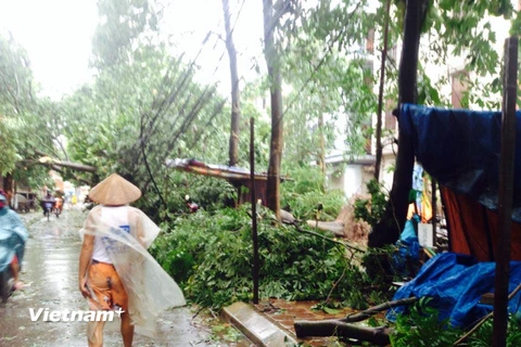 Cây đổ do ảnh hưởng của bão số 1. (Ảnh: Hồng Hạnh/Vietnam+)