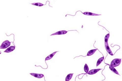 Ký sinh trùng gây ra bệnh Leishmania. Ảnh minh họa. (Nguồn: emaze.com)