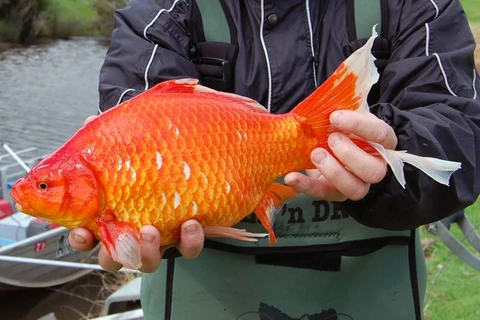 Một con cá vàng có kích thước lớn ở sông Vasse. (Nguồn: Caters News)