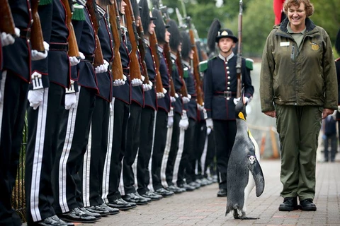 Chú chim cánh cụt Sir Nils Olav trong buổi lễ trang nghiêm. (Nguồn: Edinburgh Zoo)