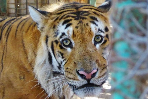 Chú hổ Laziz sẽ được chuyển tới Khu bảo tồn động vật hoang dã ở Nam Phi. (Nguồn: Daily Mail)