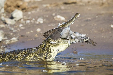 Con chim bồ câu đáng thương nằm gọn trong hàm răng sắc nhọn của cá sấu. (Nguồn: Caters News Agency)