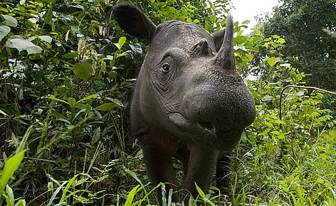 Một cá thể tê giác Sumatra. (Nguồn: wwf.panda.org)