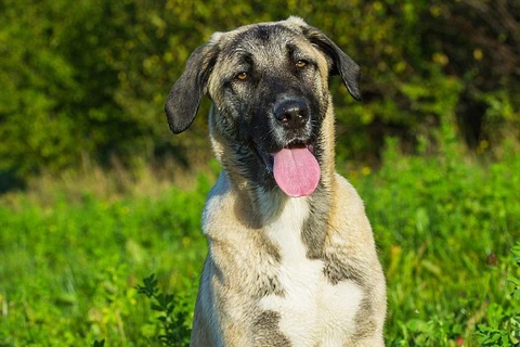 Một con chó giống Kangal. (Nguồn: Alamy)