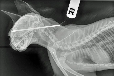 Chú mèo bị chiếc phi tiêu đâm xuyên qua não. (Nguồn: Caters News)