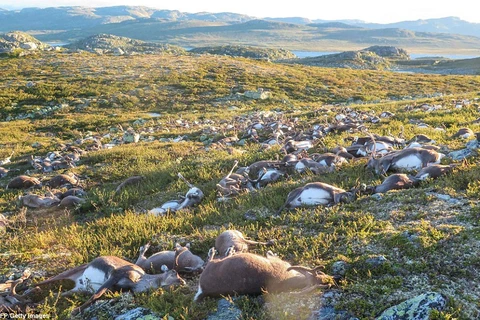 Cơ quan Môi trường Na Uy cho biết, trong số các con tuần lộc bị chết có 70 cá thể là tuần lộc non. (Nguồn: Getty)