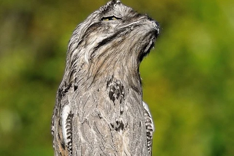 Con chim potoo đậu trên gốc cây khô. (Nguồn: Daily Mail)