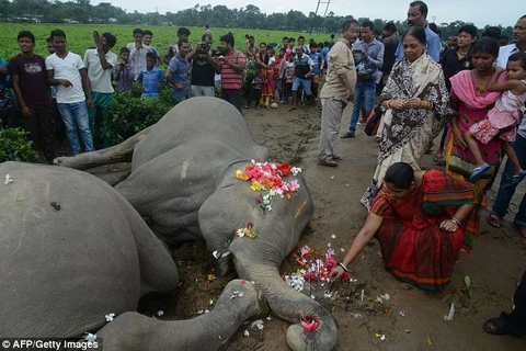 Hai con voi bị chết do vướng vào dây điện và bị điện giật. (Nguồn: Daily Mail)