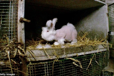 Lông của những con thỏ sẽ được dùng làm áo len, tất và khăn quàng cổ. (Nguồn: Getty)
