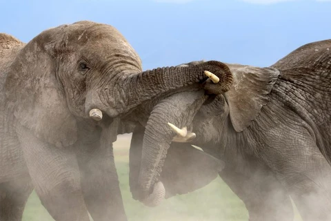 Hai con voi dùng vòi để khống chế đối phương. (Nguồn: Caters News Agency)